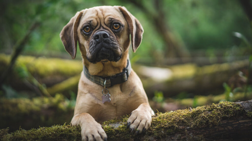 Everything-You-Need-To-Know-About-Pet-Dog-Collars-on-newstime