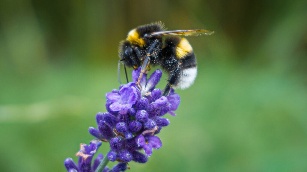 Invite-Nature's-Heroes-The-Best-Pollinator-Plants-For-Your-Veggies-on-newstime